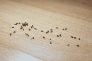 Read more about the article How To Get Rid Of Ants Before Moving Out