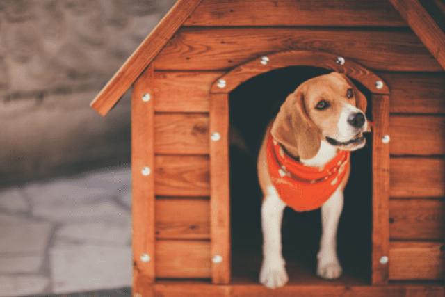 Read more about the article The Best Way To Clean Your Dogs House